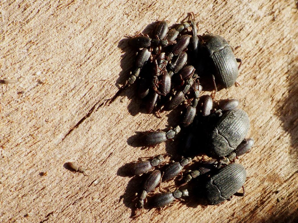 Scarabeo di spiaggia: Tenebrionidae, Colpotus strigosus